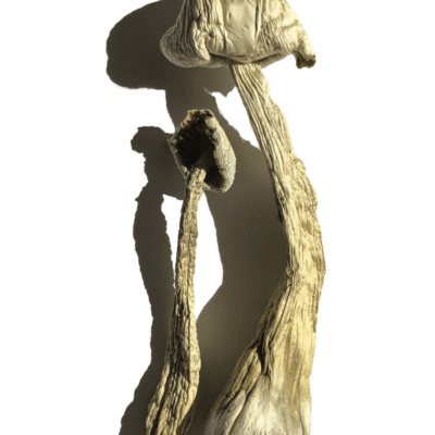 Moby Dick mushrooms with large pale caps and heavy stems